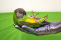 parrochetto